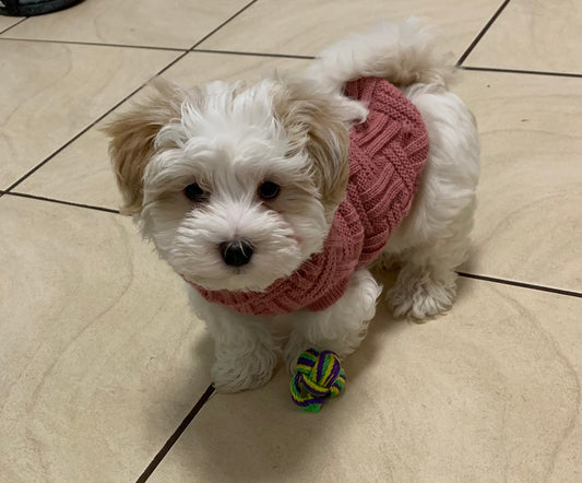 Mastering the Art of Getting Your Dog to Toilet Outside