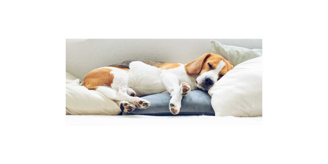 Dog Nightmares: Are They the Cause of Your Pet's Sleep Twitching?